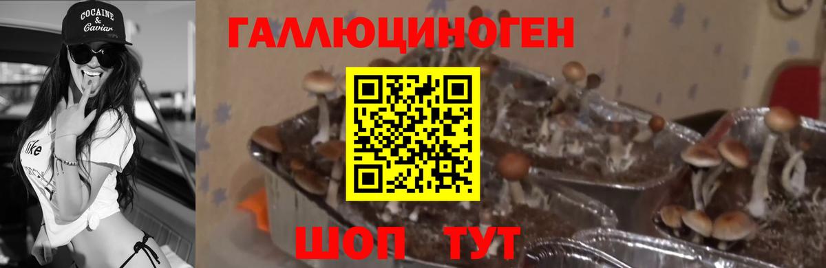 Псилоцибиновые грибы Cubensis  Вход с VPN  Майский 